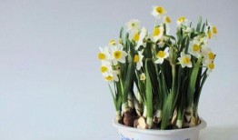 水仙花爆料视频大全最新,揭秘娱乐圈幕后真相