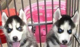 烟台哈士奇最新爆料,揭秘明星宠物的日常生活